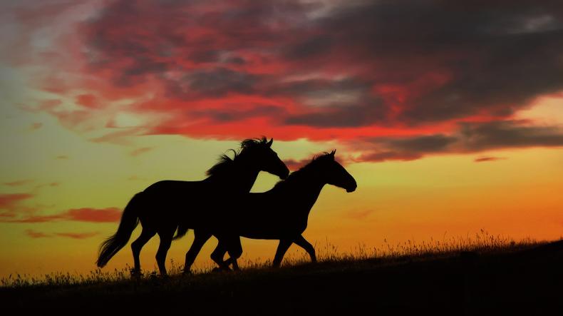 horse wallpaper horses sunset