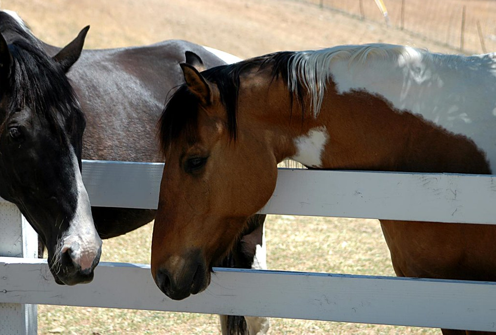 Horses talking over fence. 