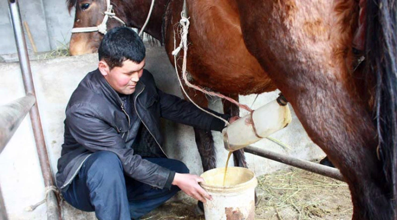 A pregnant mare being milked for her estrogen rich urine in China to make Premarin type drugs.