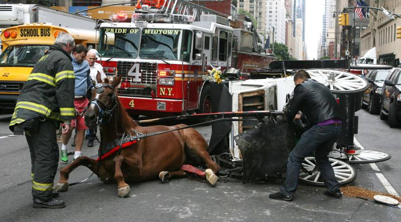 Carriage Horses. Click to see Fact Sheet.