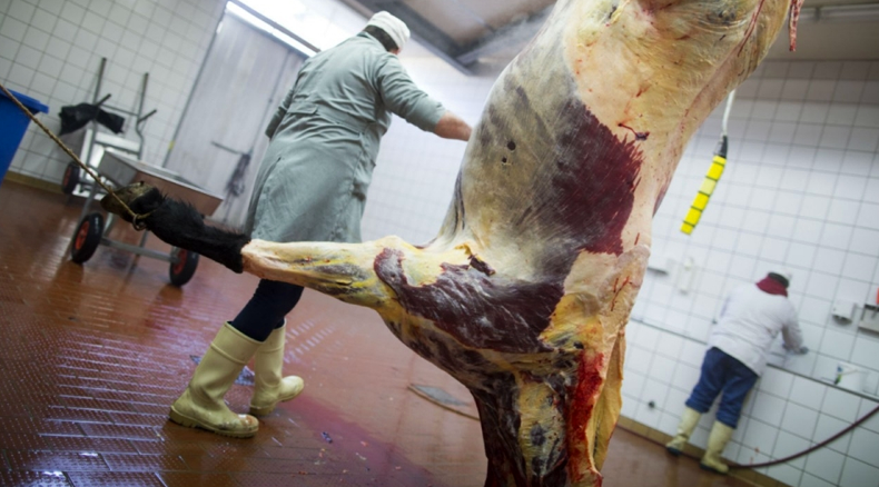 Horse slaughter. Click to visit Fact Sheet.