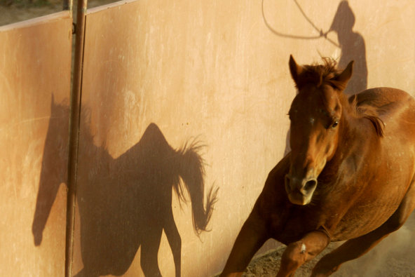 Horse tripping. By Danny Johnston/Associated Press