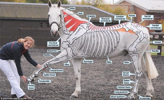 Musculoskeletal Painted on Horse.  By Horses Inside Out.