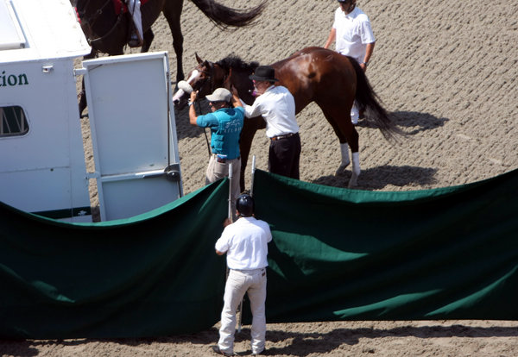 Racehorse Mi Rey is loaded into a truck behind curtains so the crowd cannot see him, after he went down near the end of the third race on July 22, opening day at the Del Mar Thoroughbred Club. He was euthanized later that day. (File photo by Bill Wechter - Staff photographer)