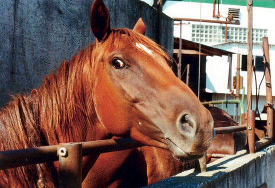 Horses on on their way to slaughter in Texas. (c) Humane Farming Association.