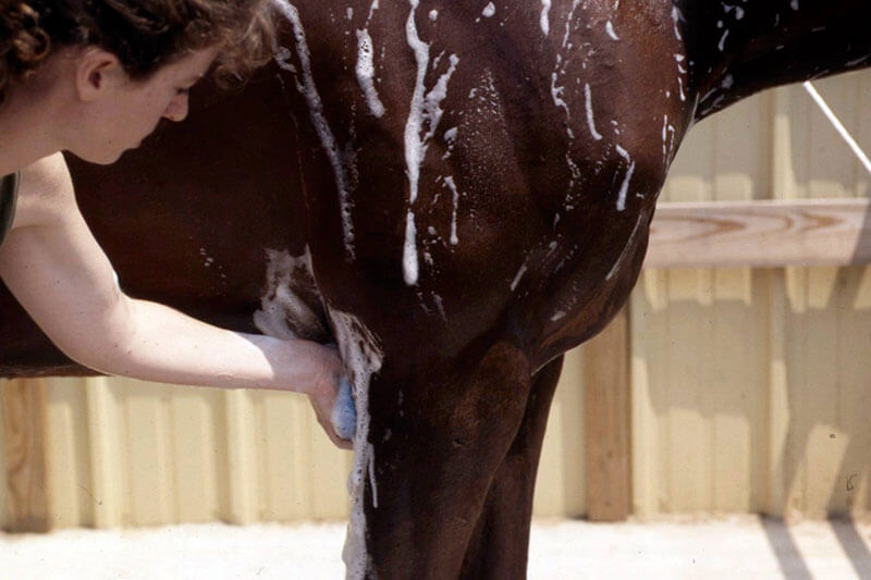 Can you use horse shampoo on dogs?