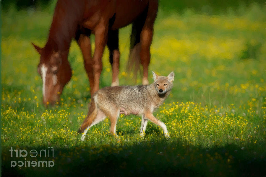 Will horses keep coyotes away?